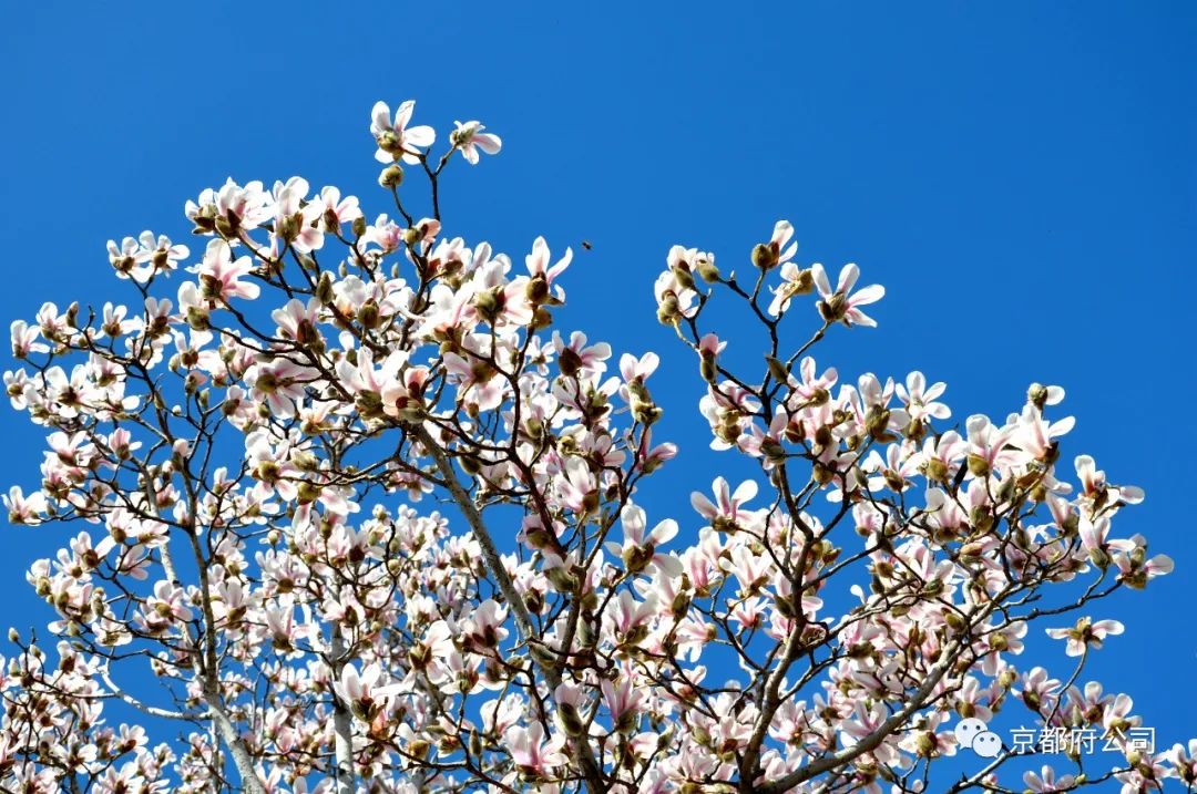 京都府駕校 京都府駕校